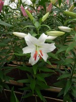 [4346 Siberia VOF VZ No101.JPG]